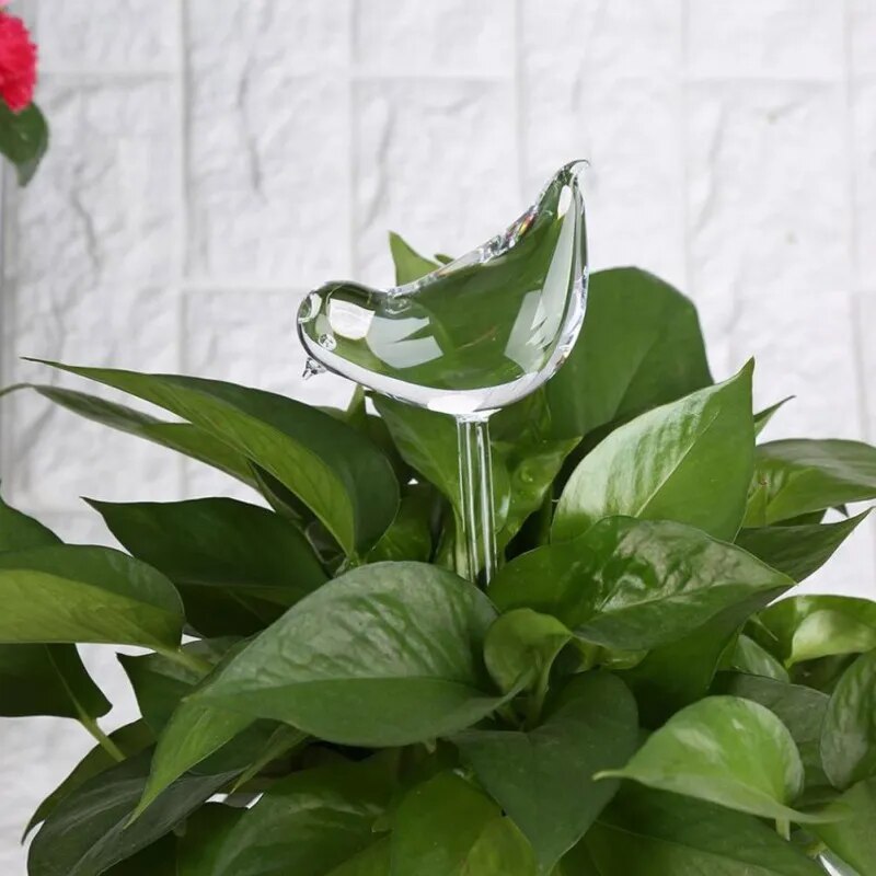 Glass Plant Flower Water Feeder