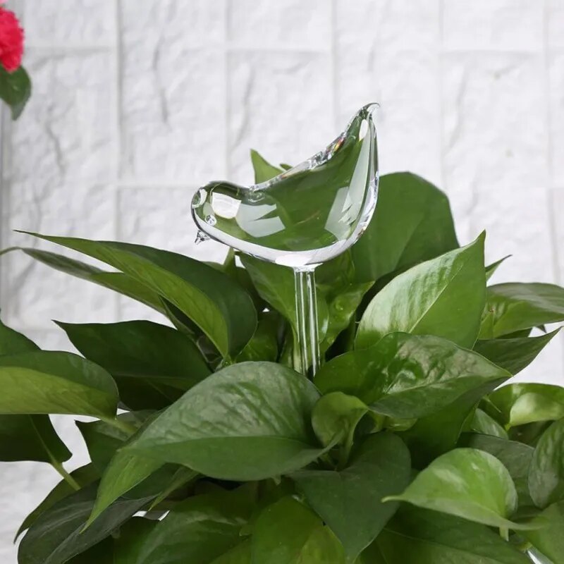 Glass Plant Flower Water Feeder