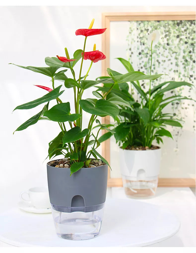 Transparent Double Layer Flower Pot