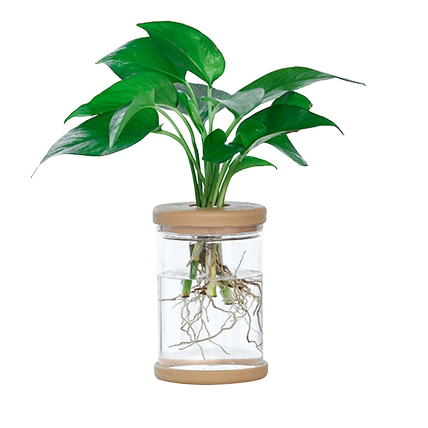 Mini Hydroponic Plant Pot