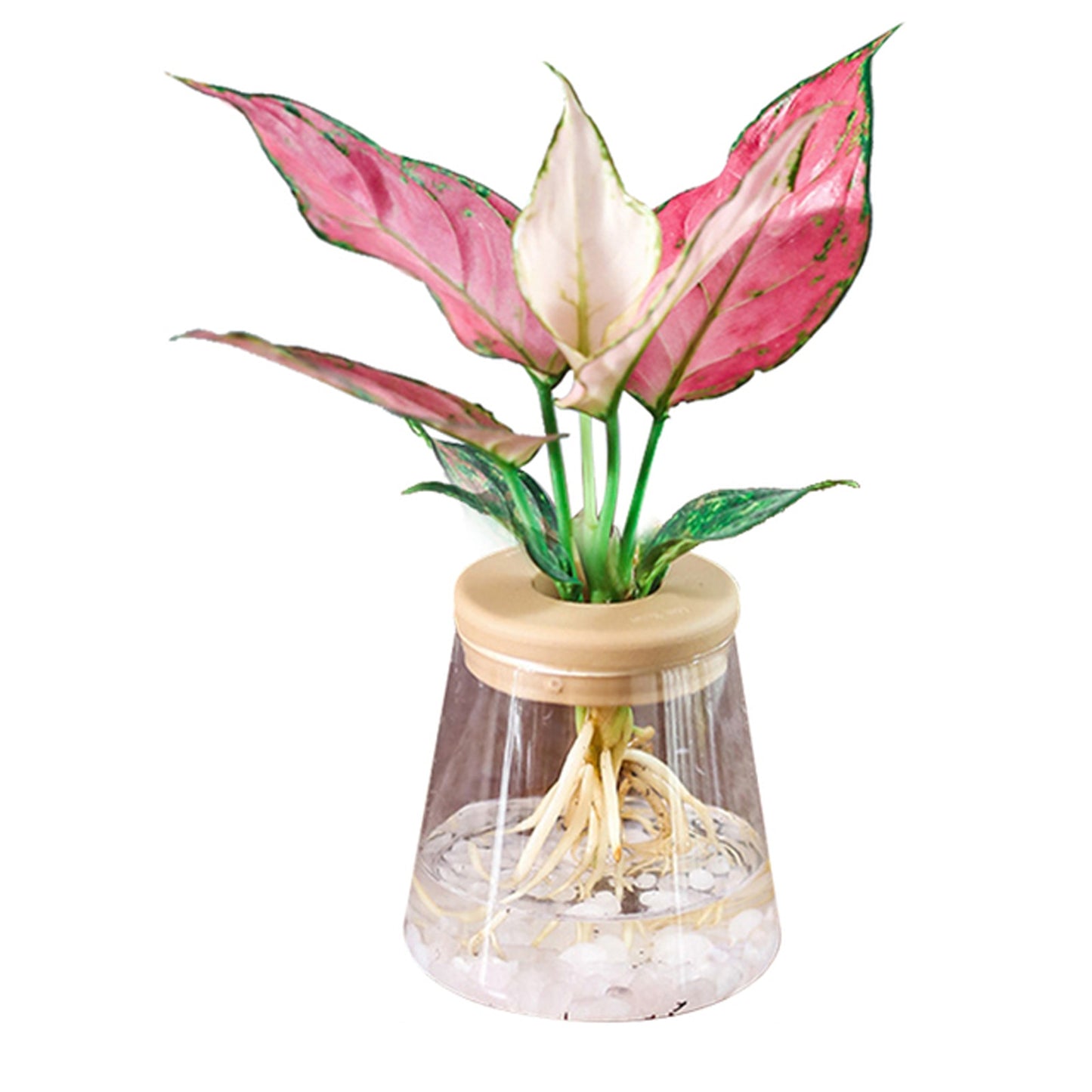 Mini Hydroponic Plant Pot